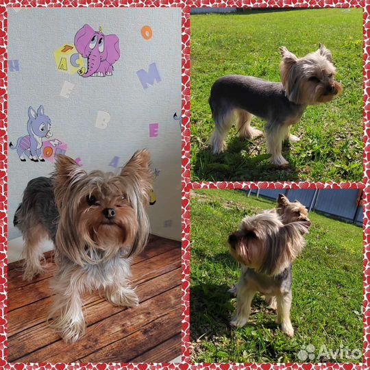 Груминг Йоркширского терьера