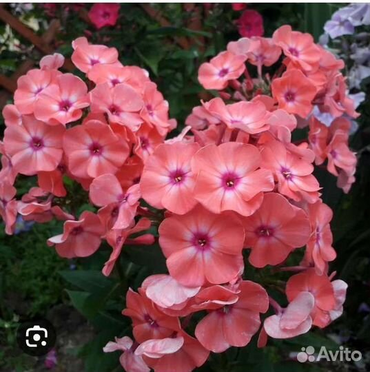 Папоротник,флоксы,жёлтая малина, красивый колеус