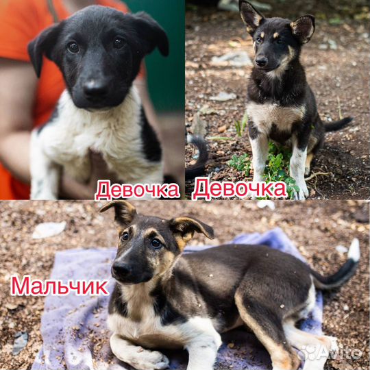 Овчарки щенки
