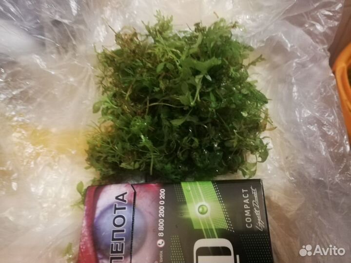 Растения для аквариума