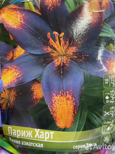 Лилии луковицы