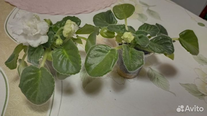 Сортовые фиалки