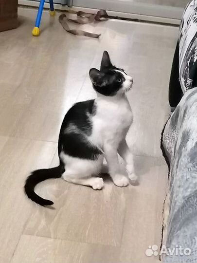 Благородный аристократ, котенок-подросток Джаз