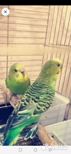 Волнистый попугай ручной