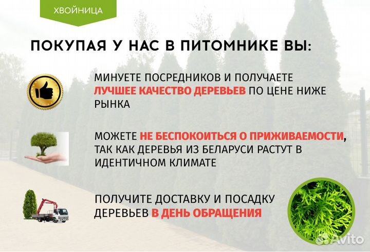 Туи Ростовка большая 6,5 м