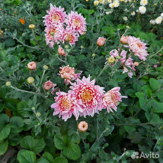 Черенки хризантемы