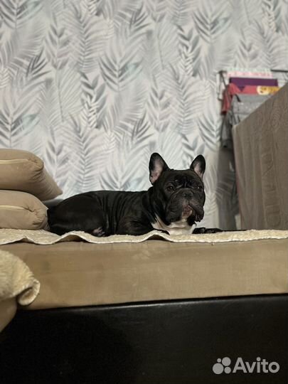 Французский бульдог вязка кабель