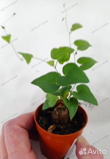 Диоскорея слоновая, каудексный суккулент