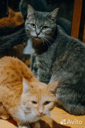 Кошки