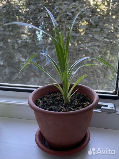 Комнатные цветы