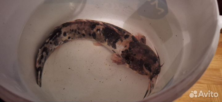 Сом клариус