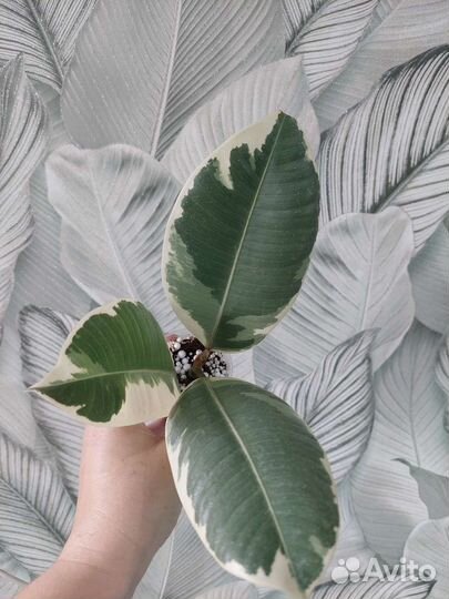 Фикус эластика Тинеке Каучуконосный