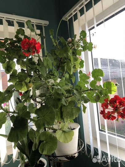 Пеларгония герань,хлорофитум