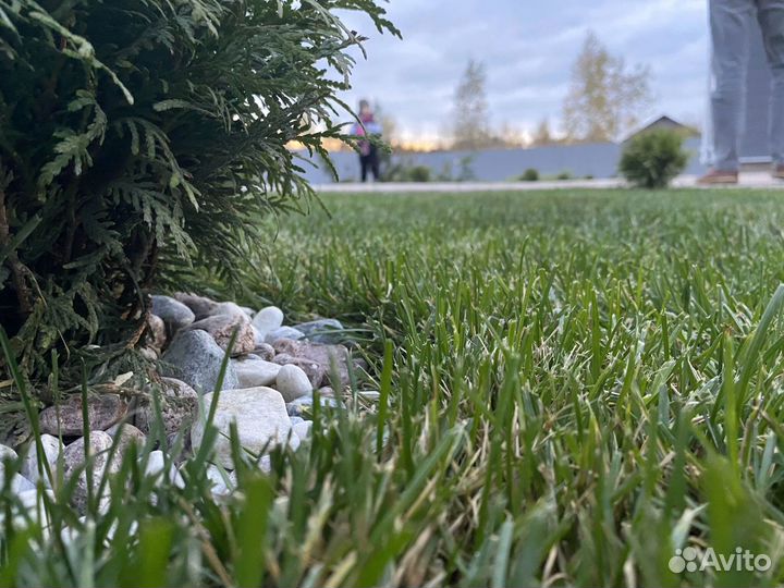 Рулонный газон премиального качества