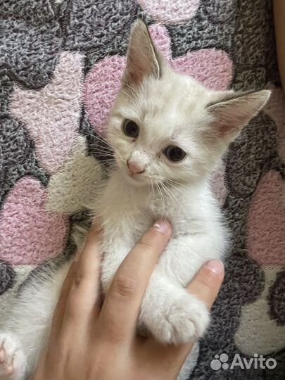 Котенок девочка в добрые руки