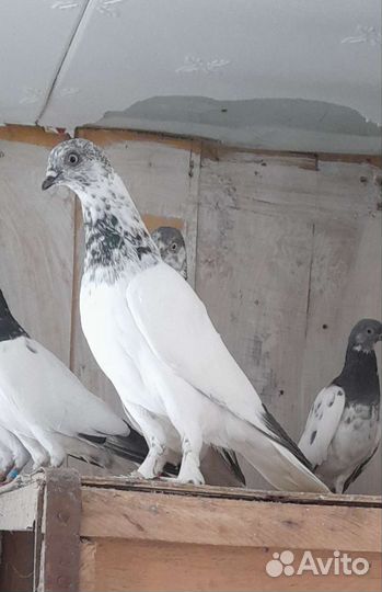 Будапештские высоколётные голуби