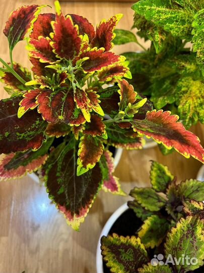 Комнатные растения цветы