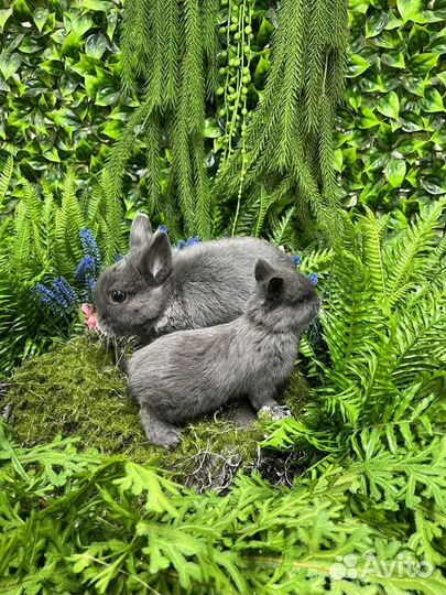 Декоративные кролики мини