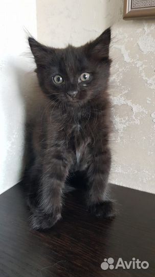 Котята ищут дом