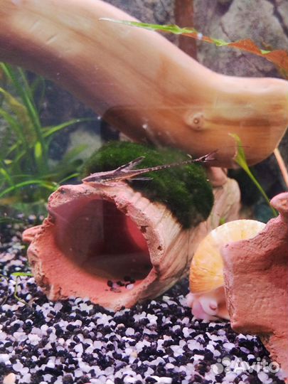 Аквариум 150 л. Плюс допы. Красивые рыбки