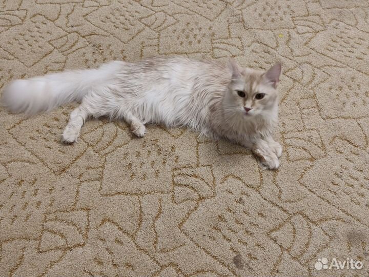 Вязка кошки мейн-кун