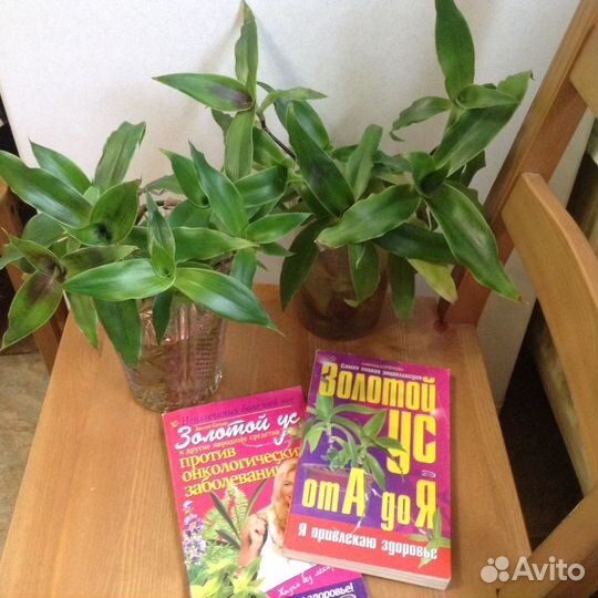 Золотой Ус растение