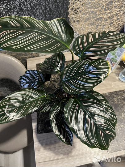 Грунт для комнатных растений