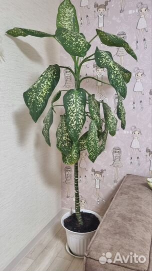 Комнатные растения цветы большие