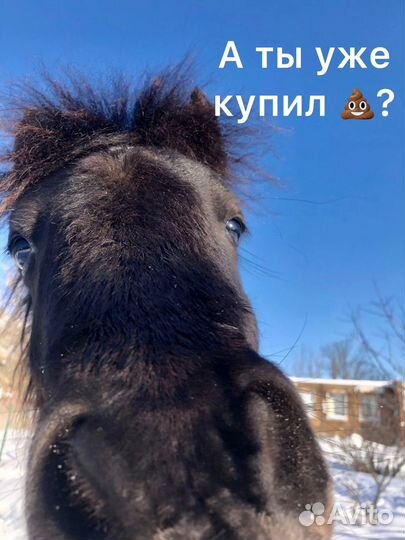 Конский навоз отборный без опилок