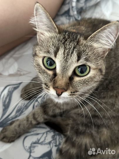 Европейская кошка