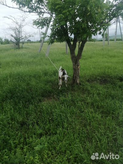 Продам козочку Альпийской породы