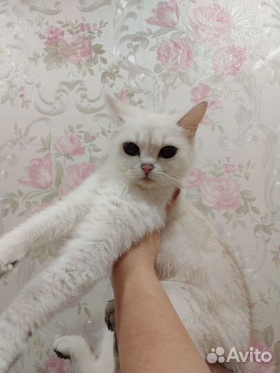 Кошка британская серебристая шиншилла