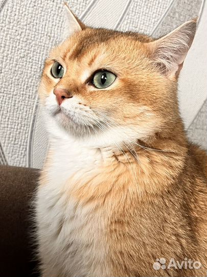 Шотландский кот вязка