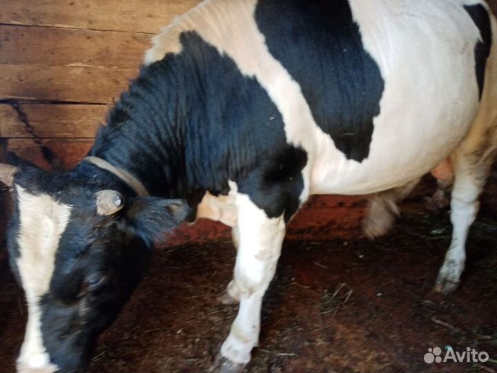 Продам быка