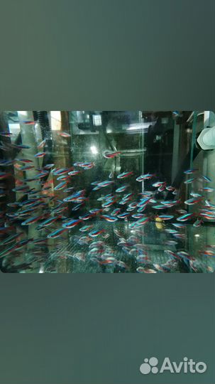 Красный неон от разводчика