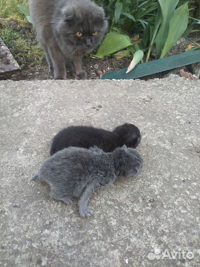 Домашние животные бесплатно