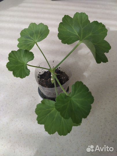 Пеларгония герань pink rambler