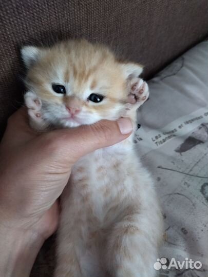 Британские котята