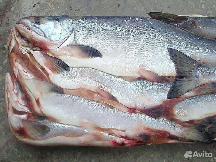 Горбуша морская с икрой 2024