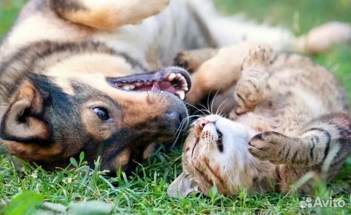 Ветеринарный врач Ветеринар Круглосуточно 24 часа