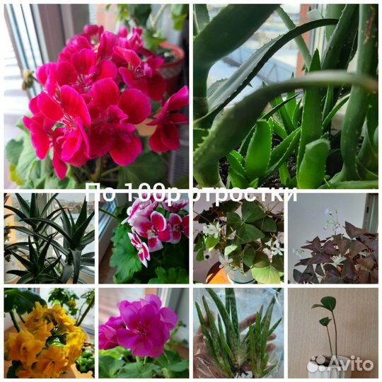 Замиокулькас