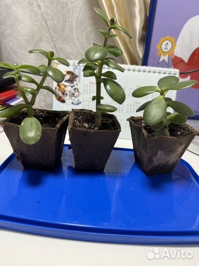 Крассула.Толстянка.Денежное дерево