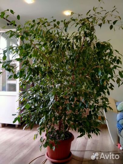 Фикус Бенджамина