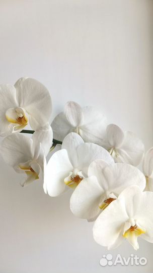 Орхидея