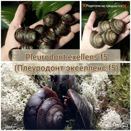 Улитки ахатина, архахатина и древесники