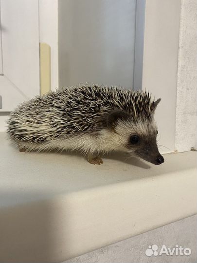 Вязка карликовый африканский ёж