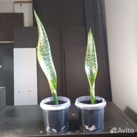 Сансевиерия