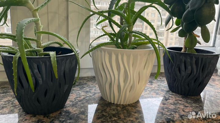 Комнатные цветы