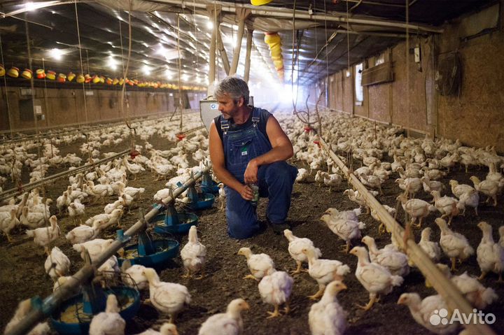 Вахта/Ловец кур в г.Глазов/ еженедельная оплата