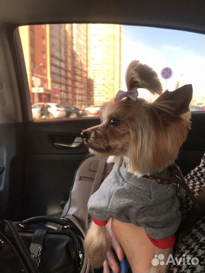 Йоркширский терьер для вязки